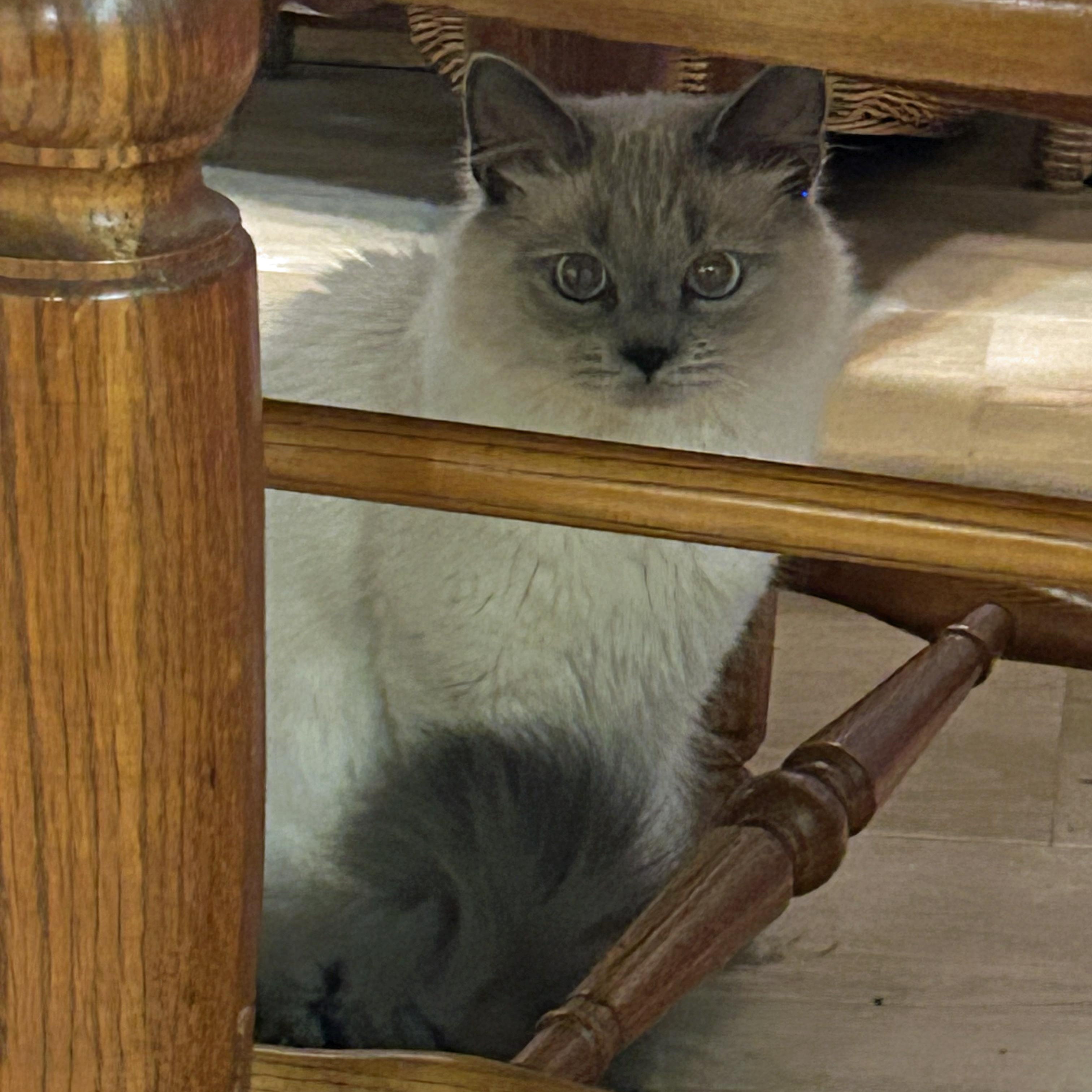 Enlarge Casper, an adopted Siamese in Marion, NC image 4/4