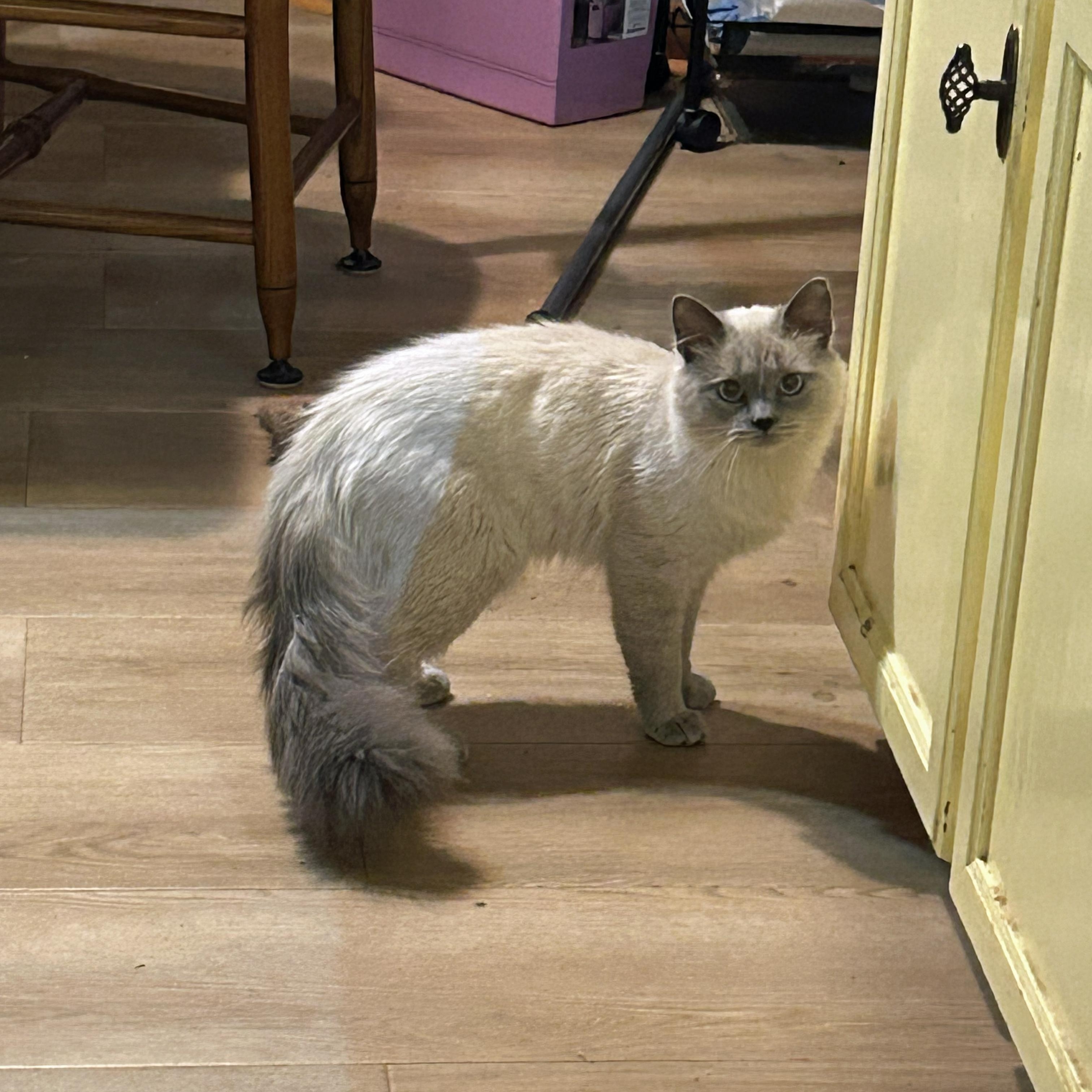 Enlarge Casper, an adopted Siamese in Marion, NC image 3/4