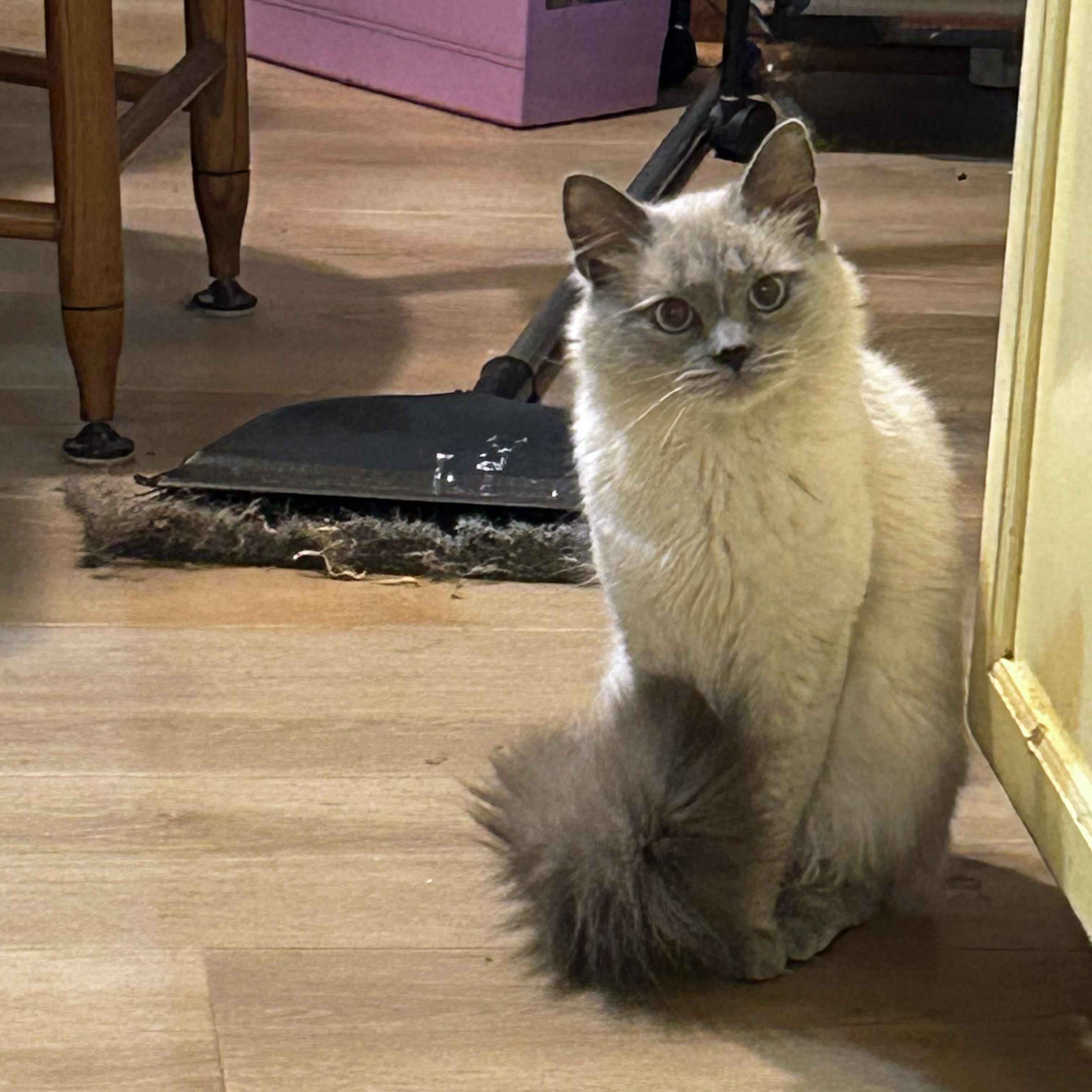 Enlarge Casper, an adopted Siamese in Marion, NC image 2/4