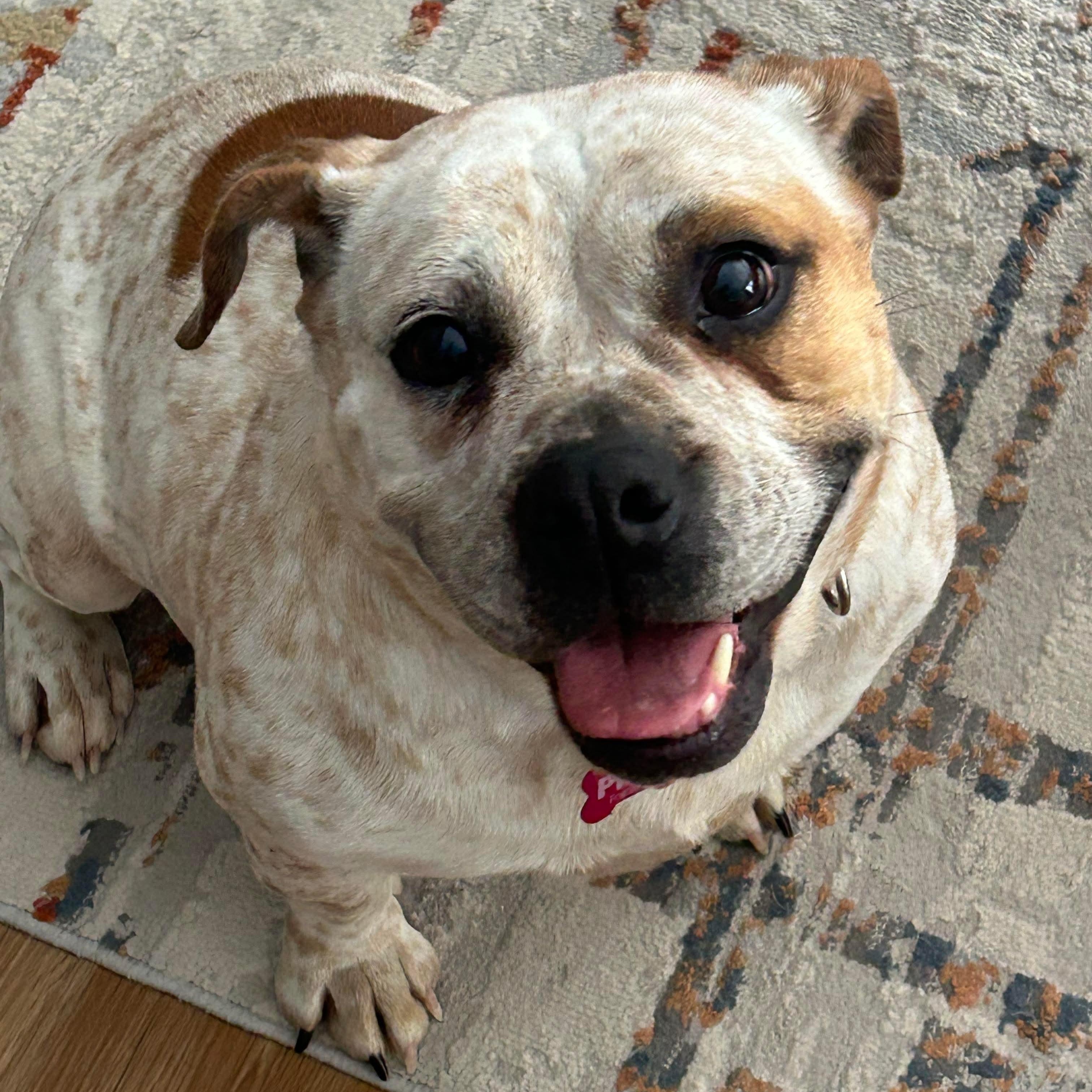 Brandi, ADOPTABLE, Adult Female English Bulldog & Beagle.