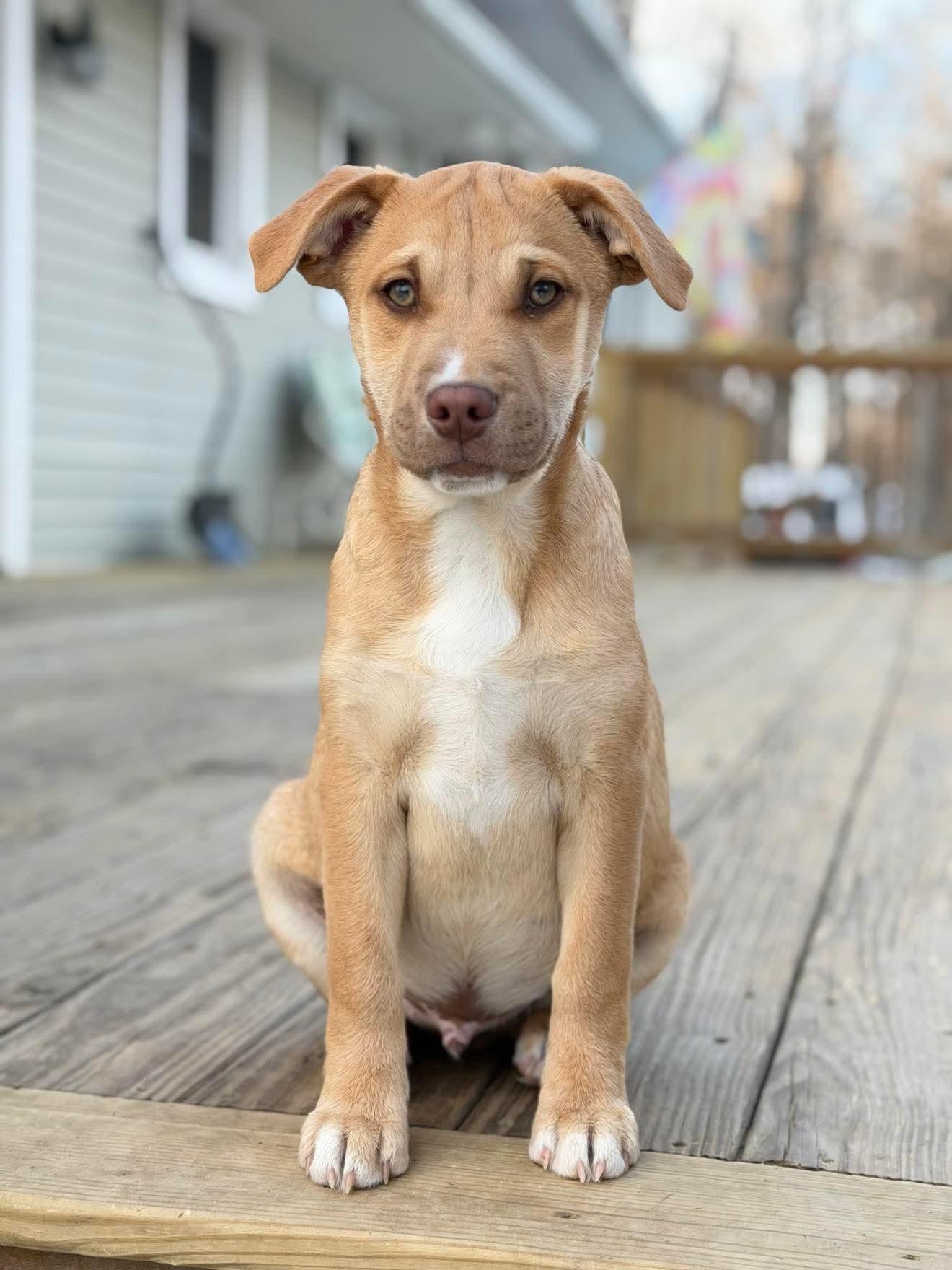 Tanner , Adoptable, Puppy Male Mixed Breed.