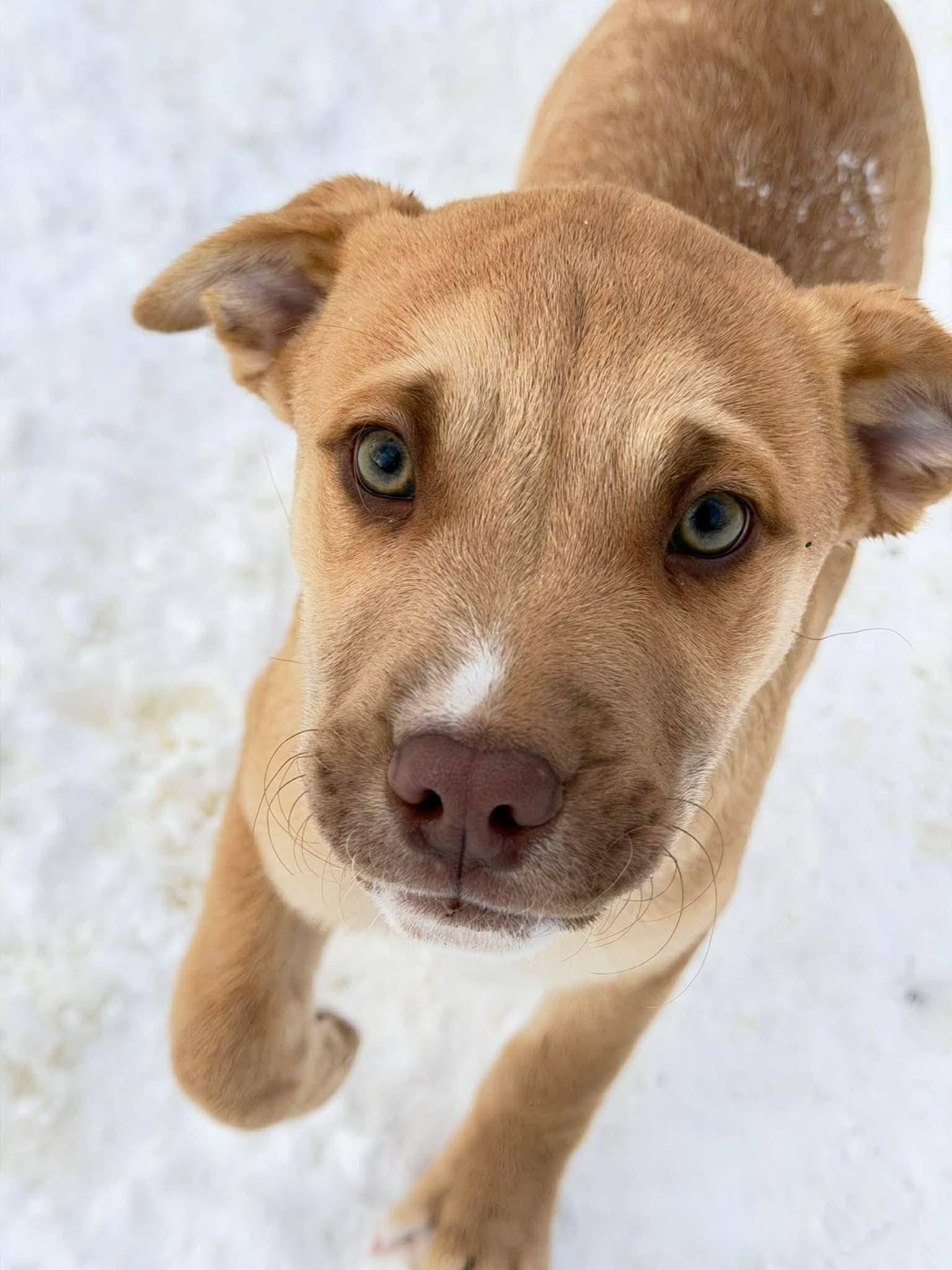 Tanner , a Adoptable Mixed Breed in Argyle, NY image 1/6