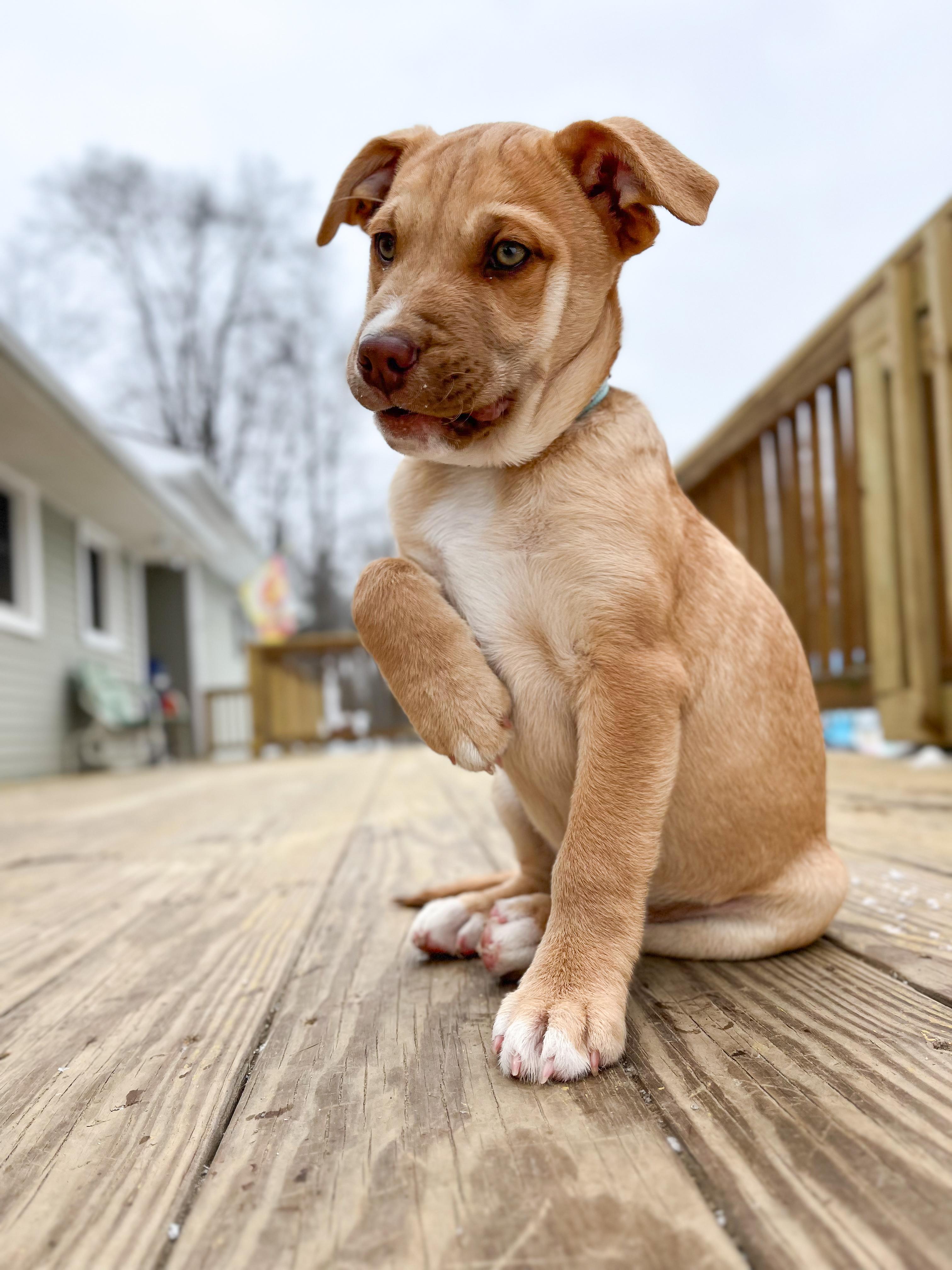 Tanner , a Adoptable Mixed Breed in Argyle, NY image 4/6