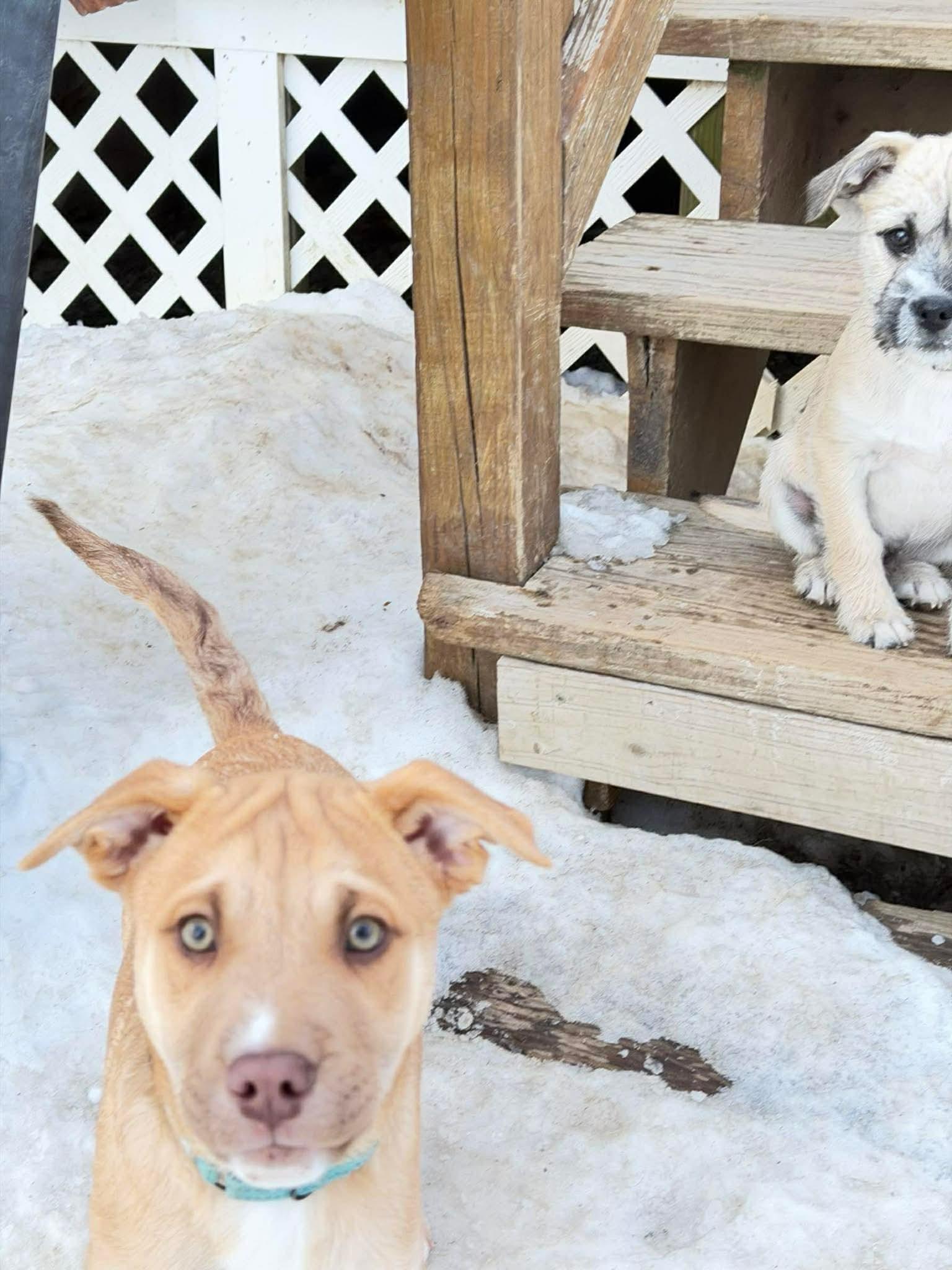 Tanner , a Adoptable Mixed Breed in Argyle, NY image 5/6