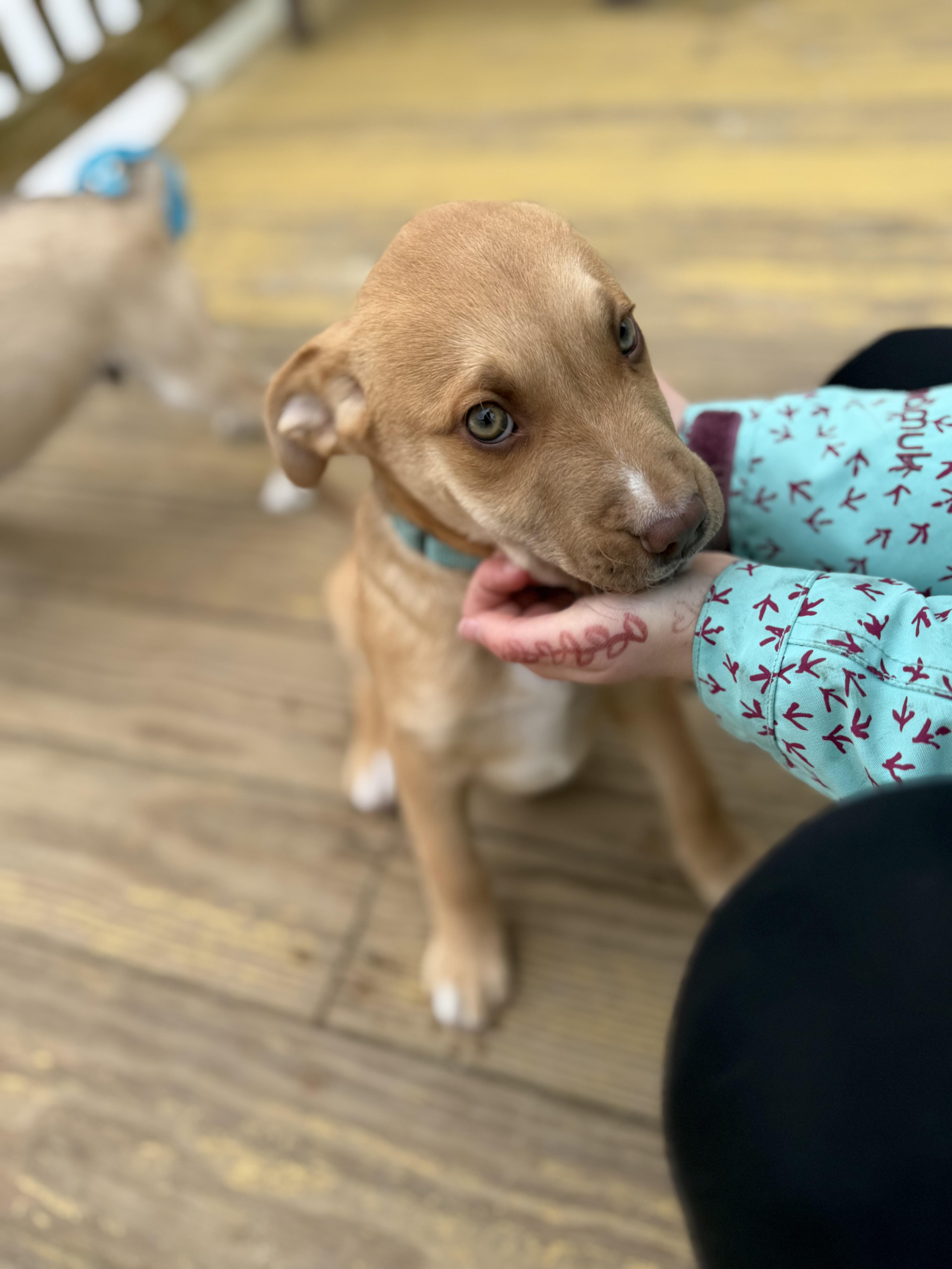 Tanner , a Adoptable Mixed Breed in Argyle, NY image 3/6