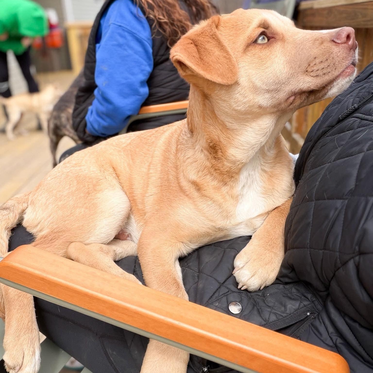 Tanner , Adoptable, Puppy Male Mixed Breed.