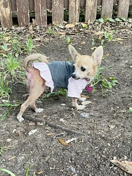 Hetty, Adopted, Senior Female Chihuahua.