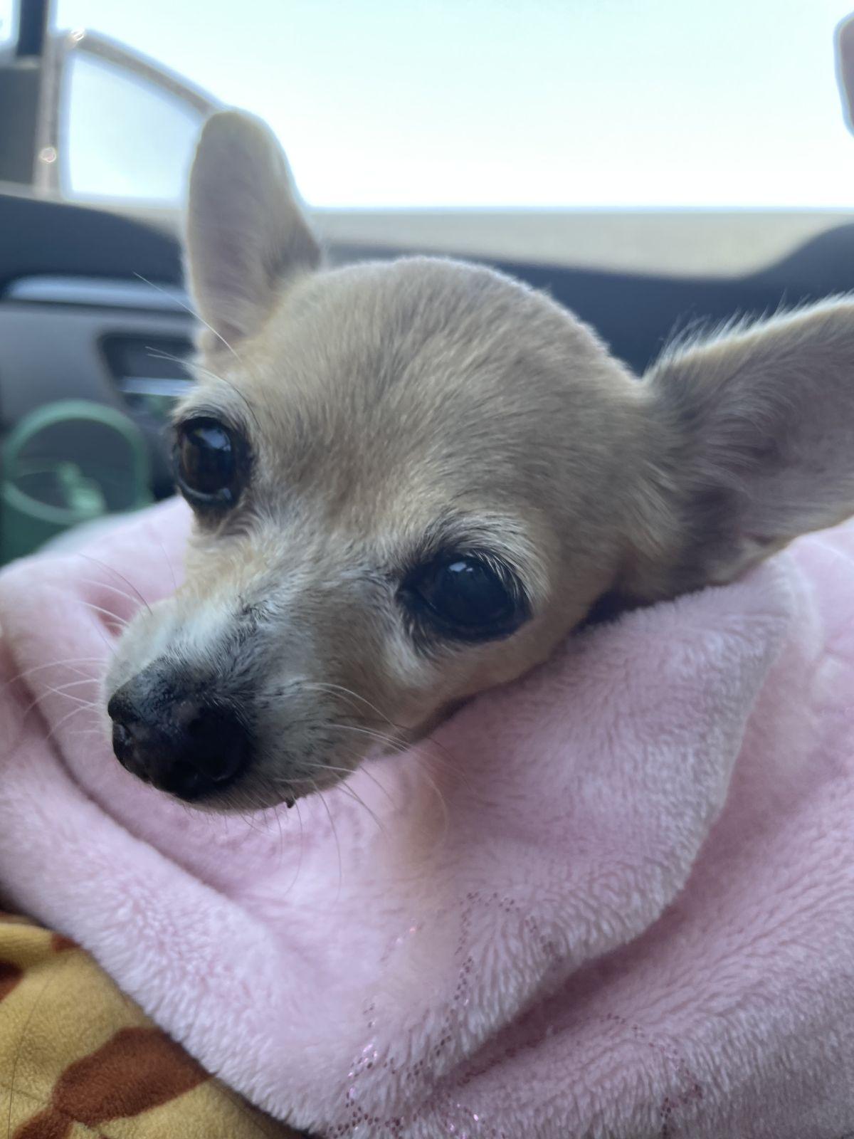 Hetty, a Adopted Chihuahua in Austin, TX image 2/5