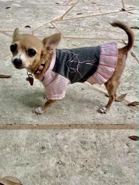 Hetty, a Adopted Chihuahua in Austin, TX image 3/5