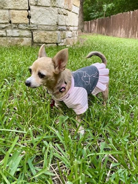 Hetty, a Adopted Chihuahua in Austin, TX image 4/5