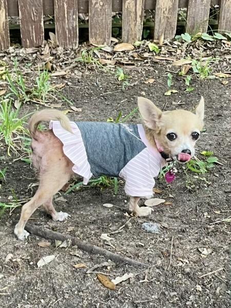 Hetty, a Adopted Chihuahua in Austin, TX image 5/5
