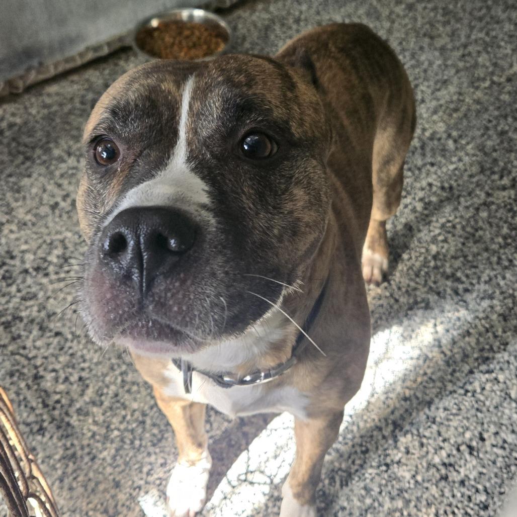 Titan - #301, Adoptable, Adult Male Pit Bull Terrier.