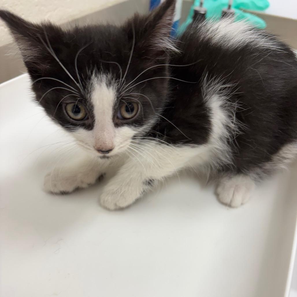 Manitou - Chow Hound Northland, Adoptable, Kitten Female Domestic Short Hair.