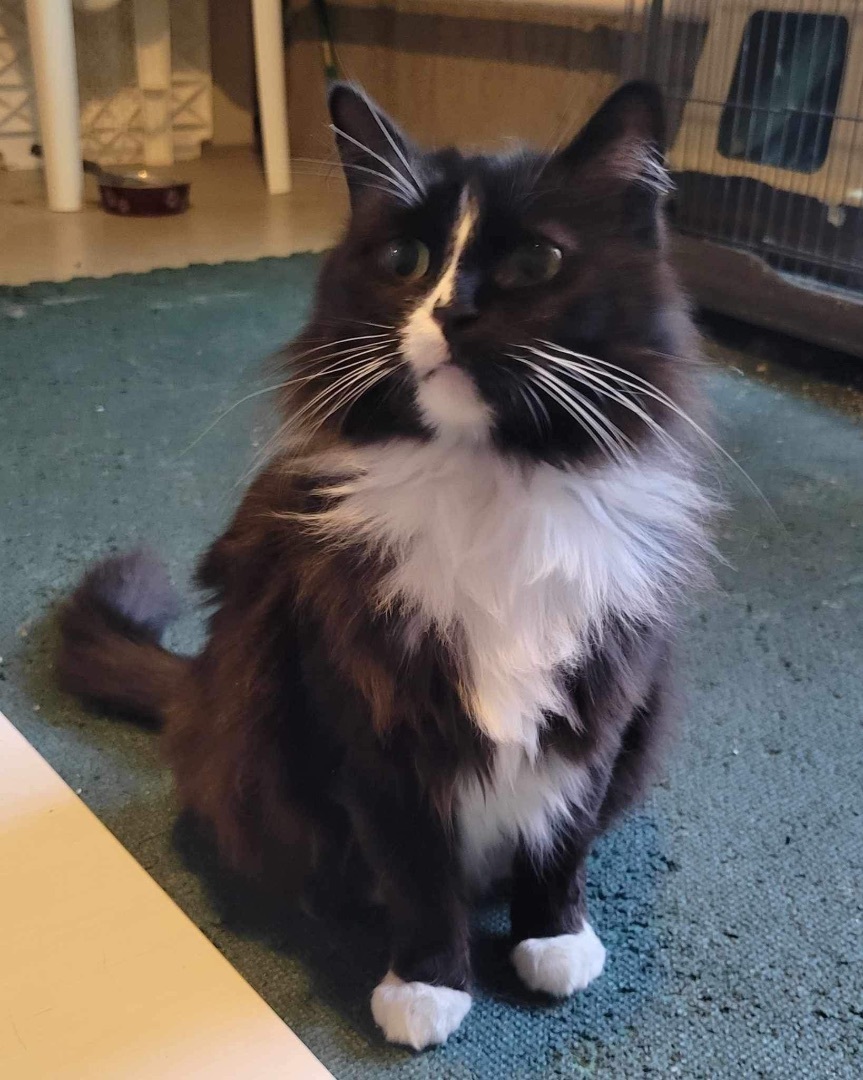 Judy (bonded to Lana)