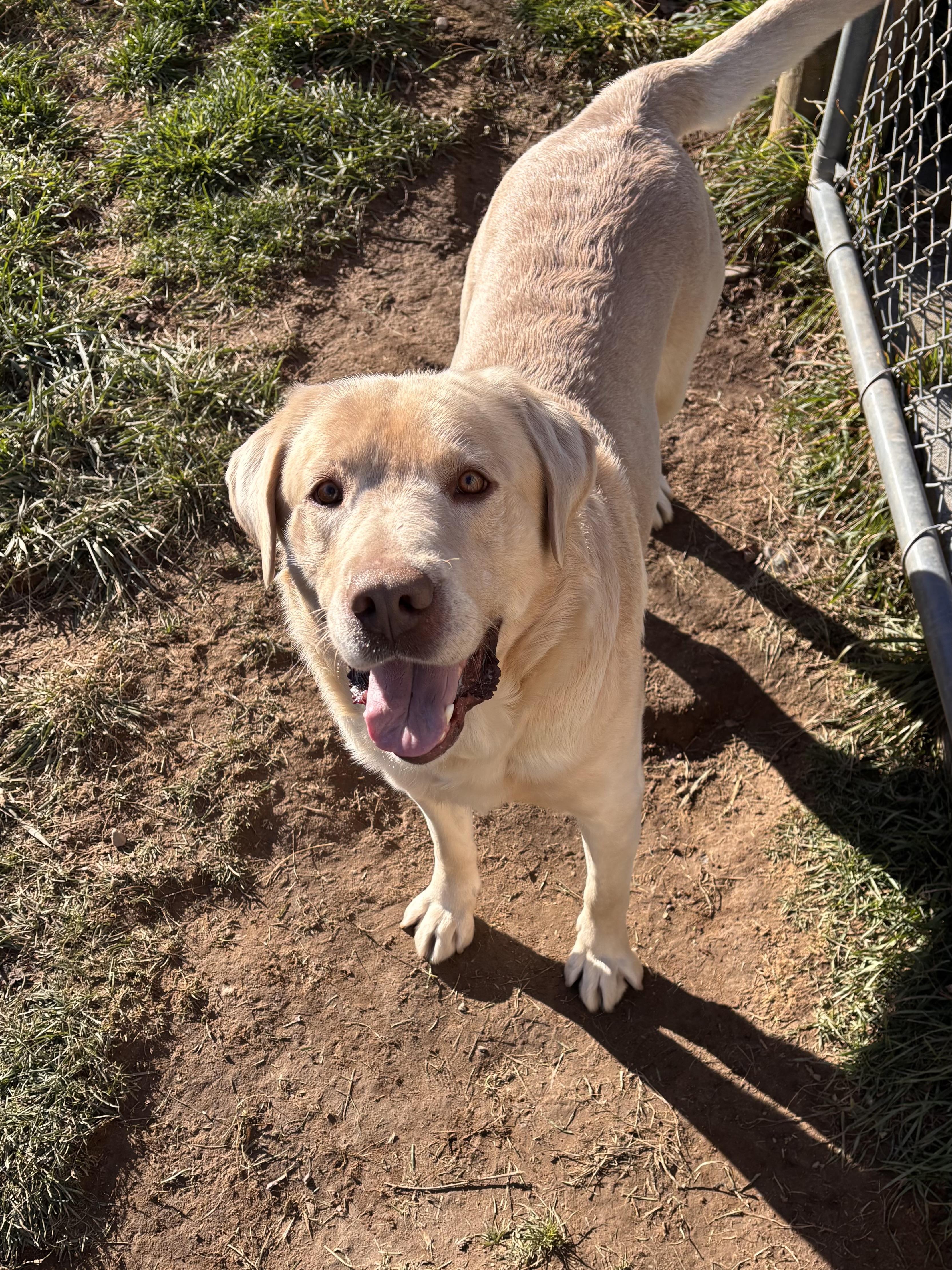 Buck, a Adoptable Yellow Labrador Retriever image 1/3