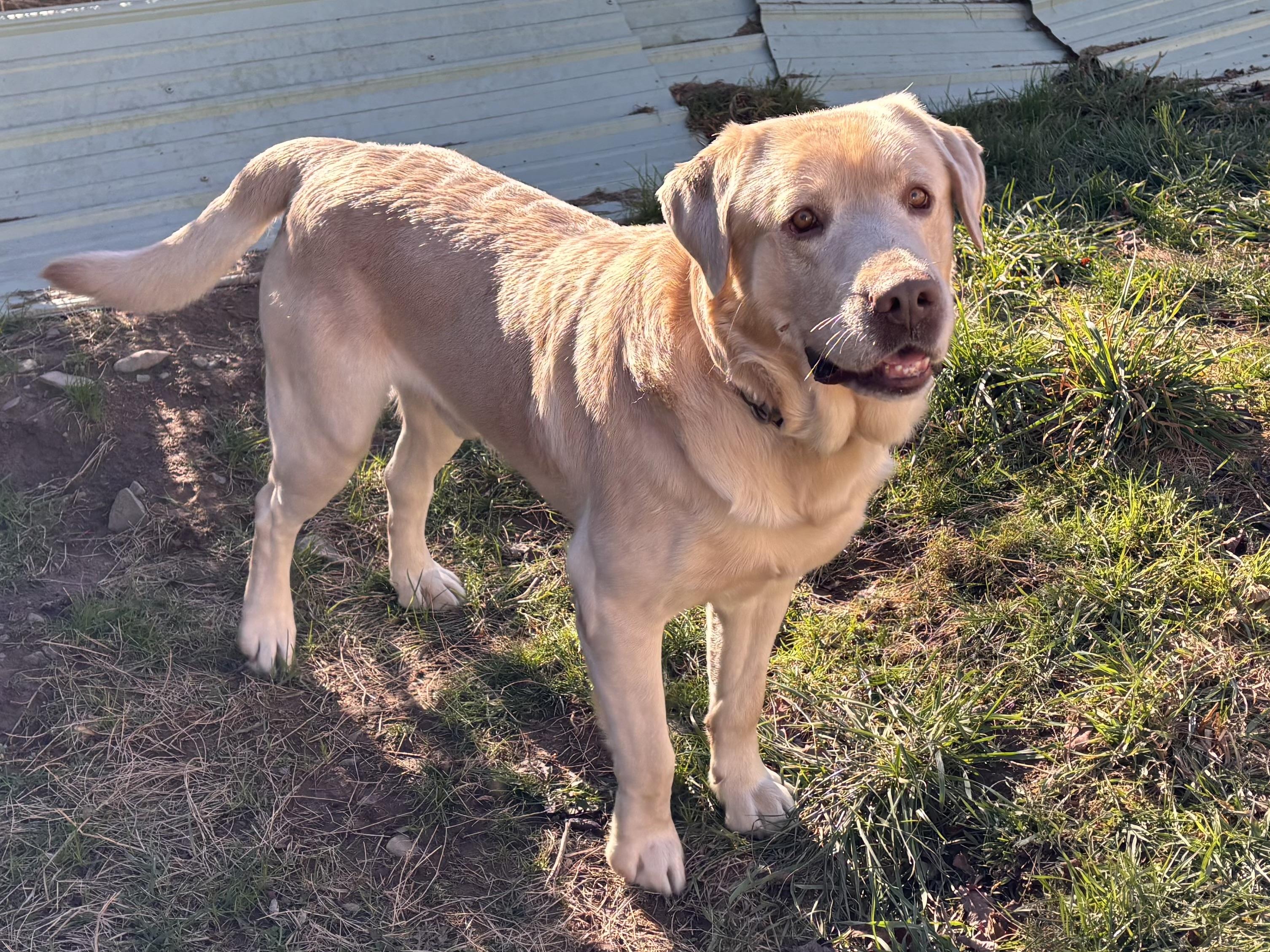Buck, a Adoptable Yellow Labrador Retriever image 2/3