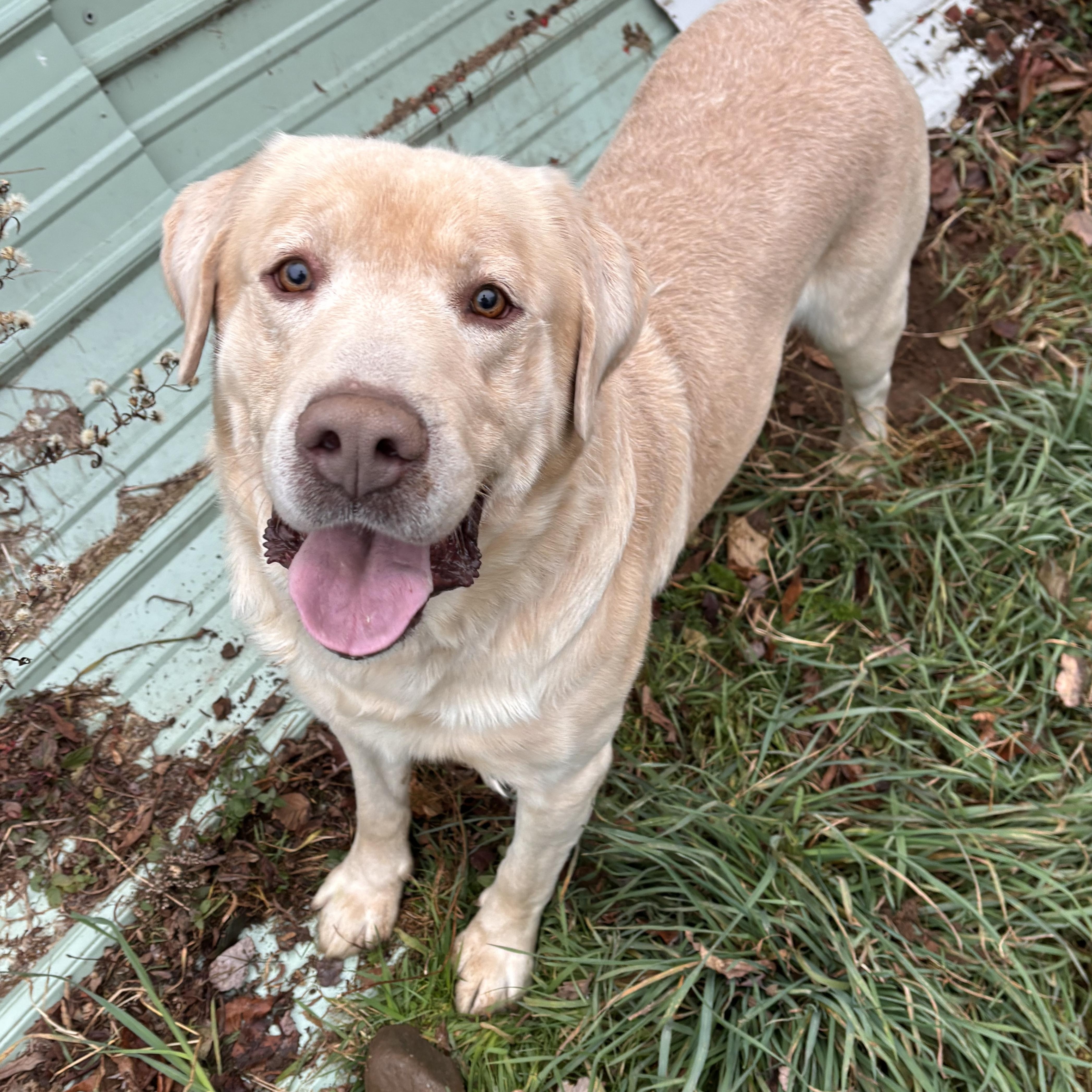 Buck, a Adoptable Yellow Labrador Retriever image 3/3