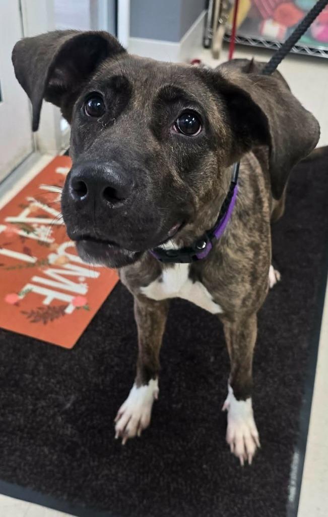 Remi, Adoptable, Young Female Presa Canario & Rhodesian Ridgeback.