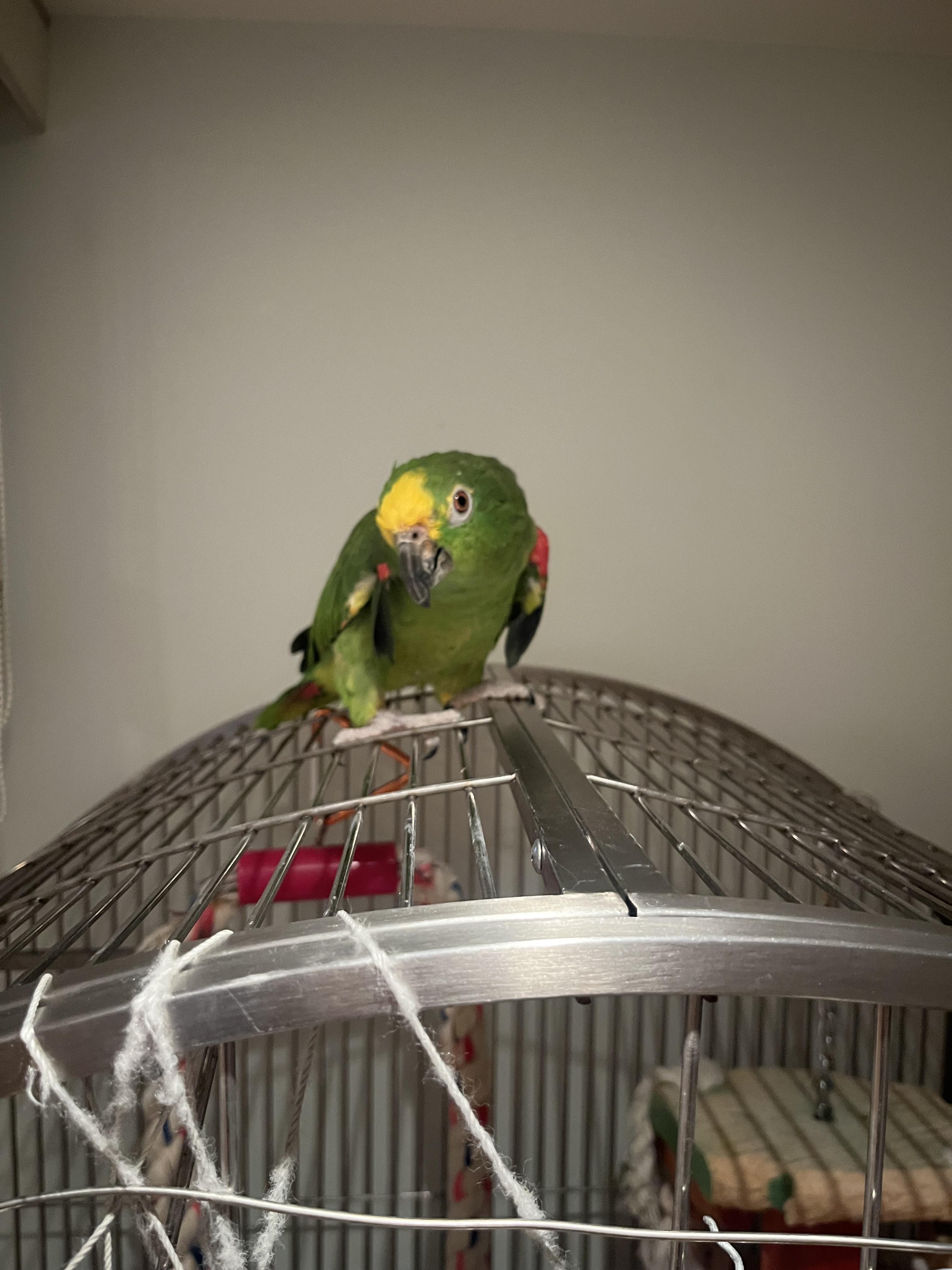 Cookie, a Adoptable Amazon in North Babylon, NY image 1/2