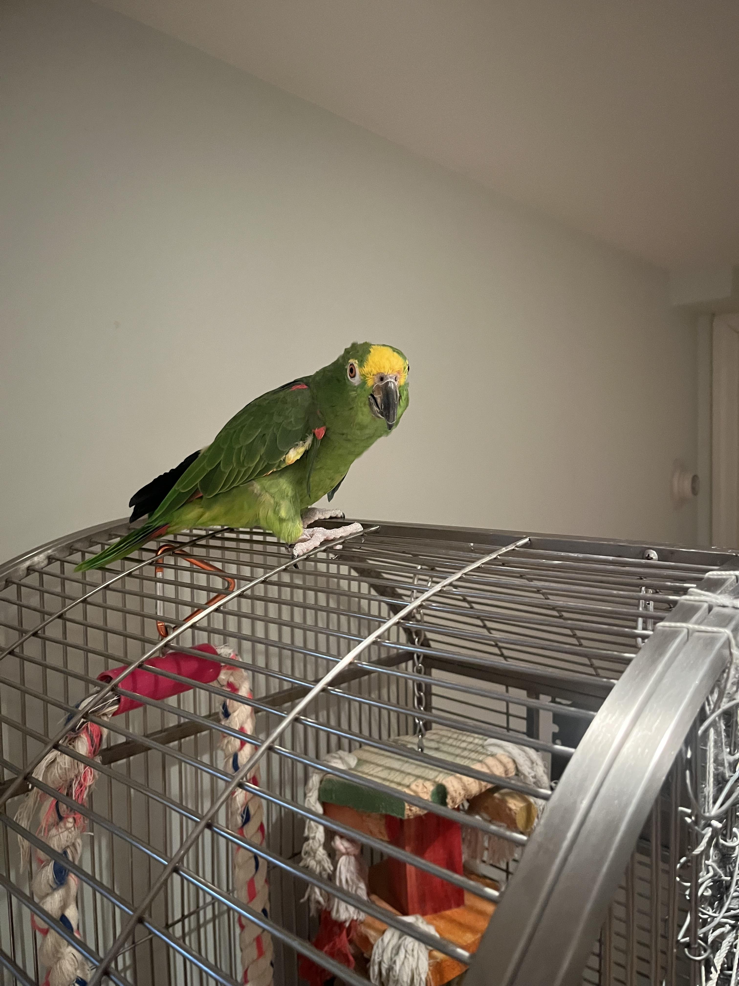 Cookie, a Adoptable Amazon in North Babylon, NY image 2/2