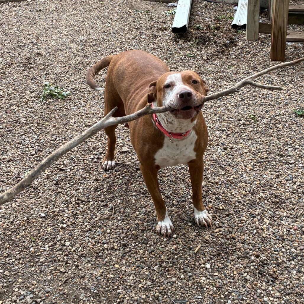 Enlarge Luna 2242, a Adoptable Pit Bull Terrier in Kansas City, MO image 1/5