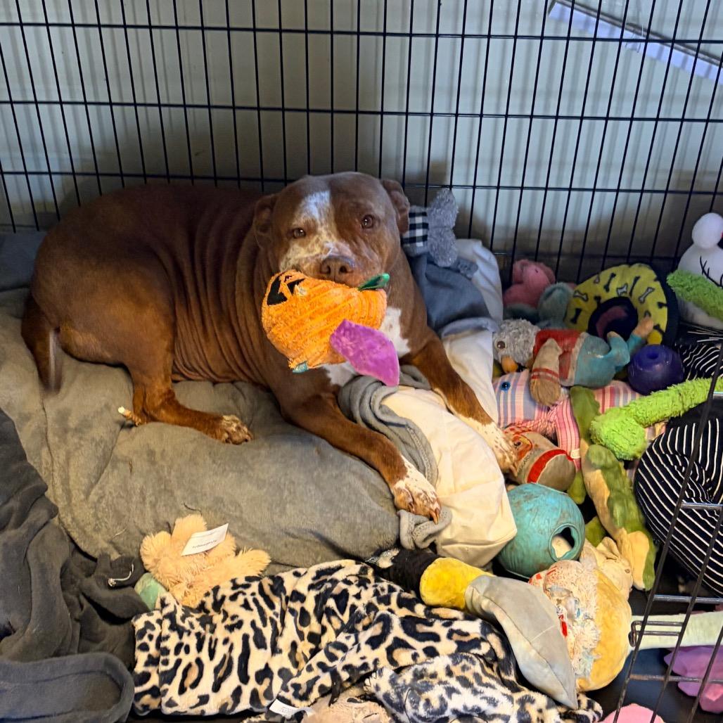 Luna 2242, Adoptable, Adult Female Pit Bull Terrier.