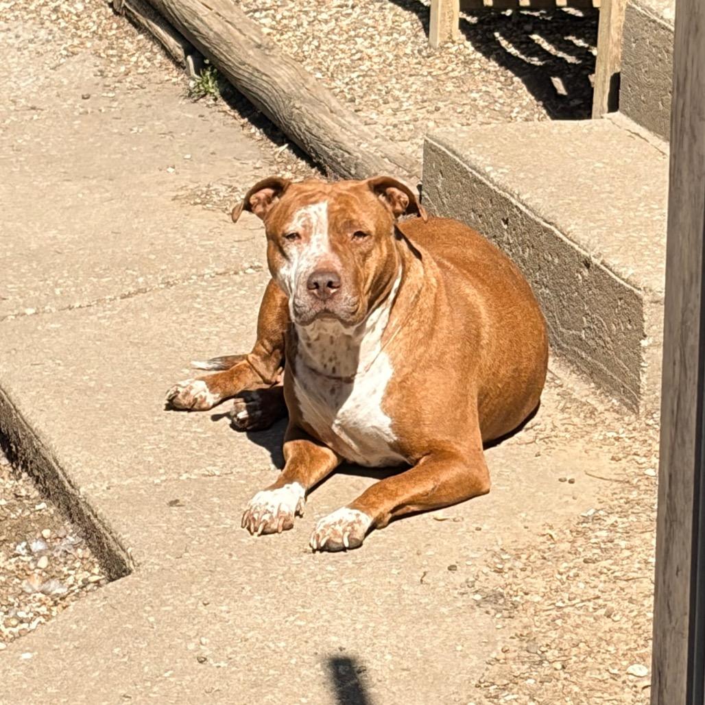 Enlarge Luna 2242, a Adoptable Pit Bull Terrier in Kansas City, MO image 2/4