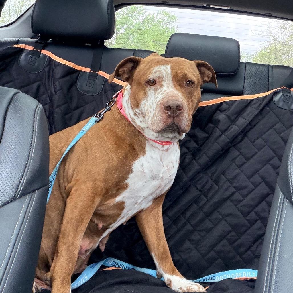 Enlarge Luna 2242, a Adoptable Pit Bull Terrier in Kansas City, MO image 3/4