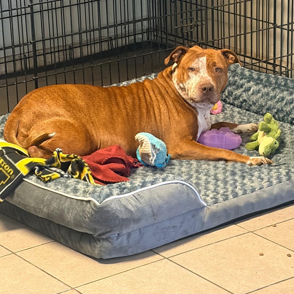 Enlarge Luna 2242, a Adoptable Pit Bull Terrier in Kansas City, MO image 4/4