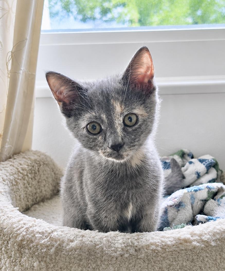 Penny, a ADOPTABLE Tortoiseshell in Pickerington, OH image 1/5