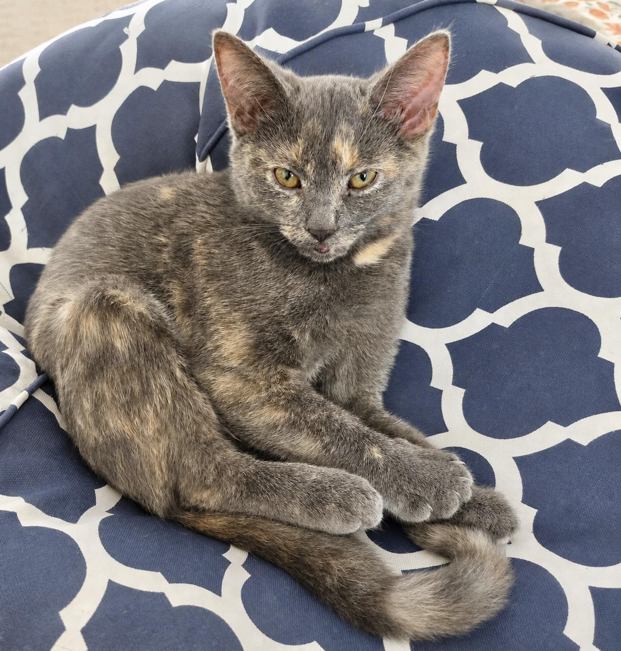 Enlarge Penny, a ADOPTABLE Tortoiseshell in Pickerington, OH image 4/6