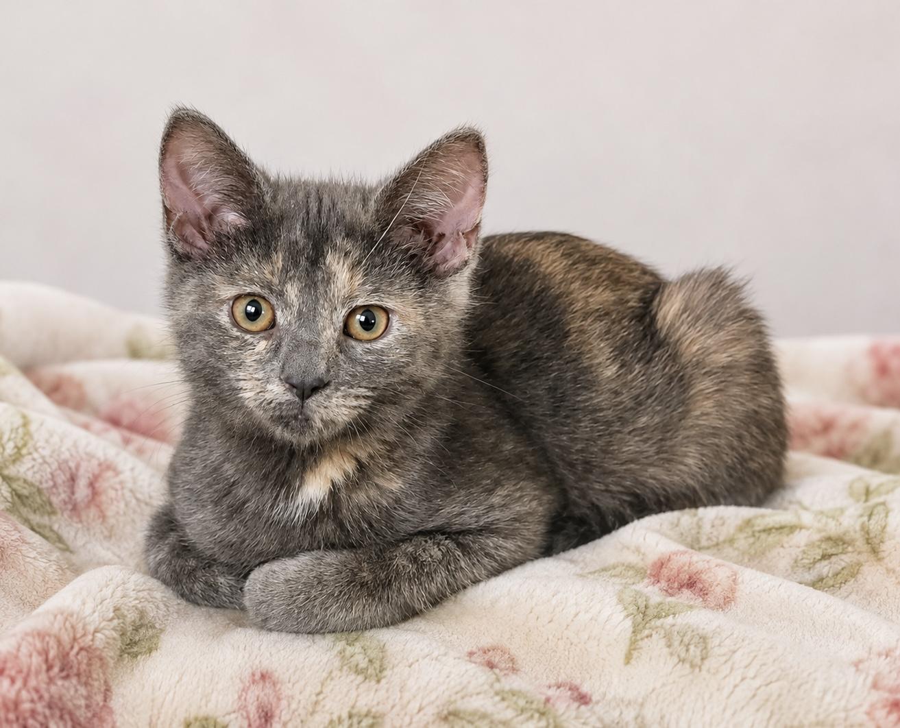 Enlarge Penny, a ADOPTABLE Tortoiseshell in Pickerington, OH image 1/6