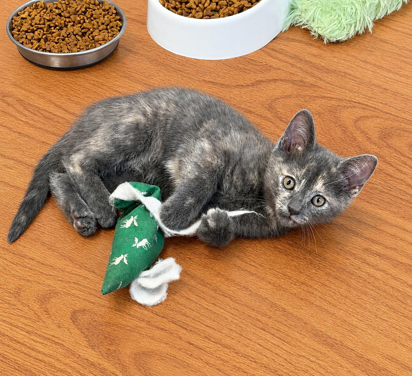 Penny, a ADOPTABLE Tortoiseshell in Pickerington, OH image 3/5