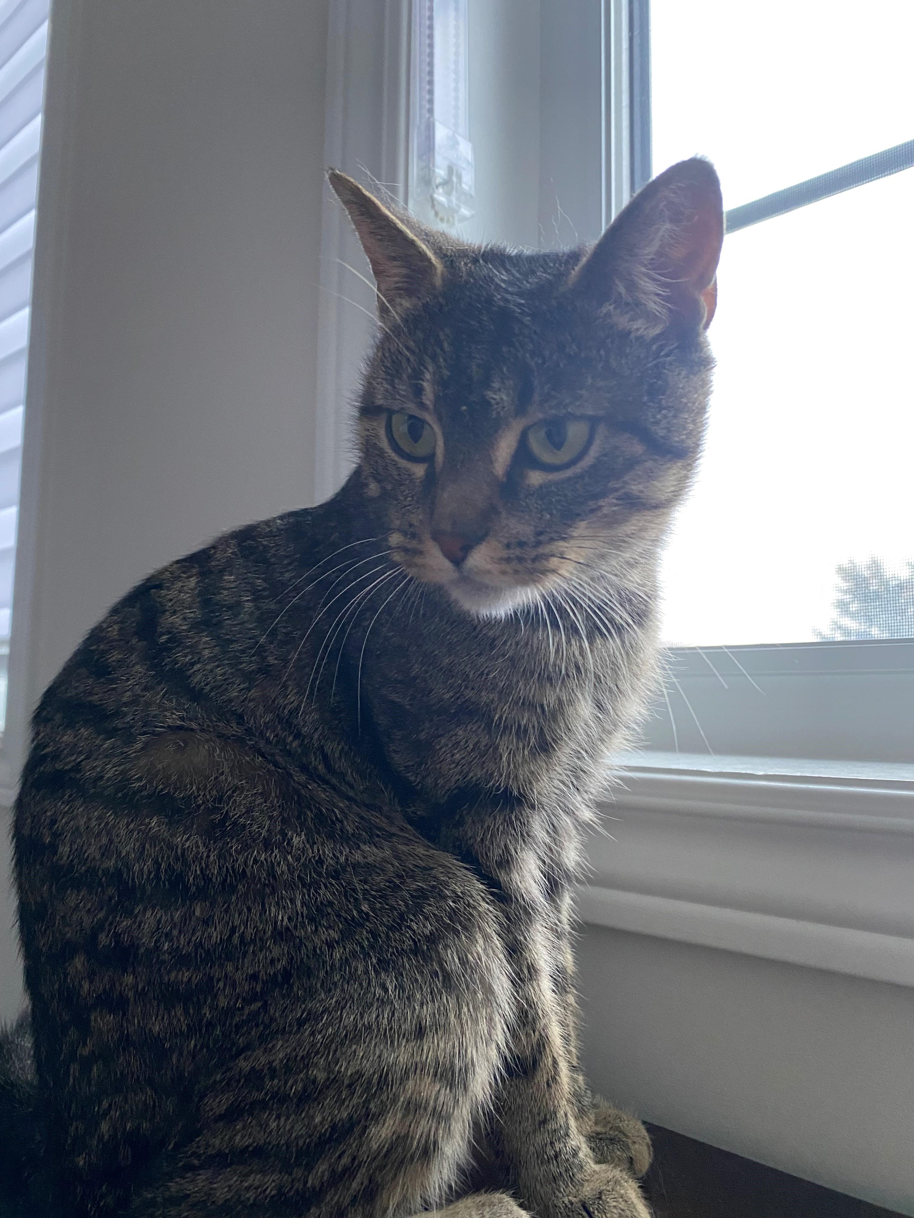 Enlarge Bella, an adoptable Domestic Short Hair in Caledon, ON image 1/4