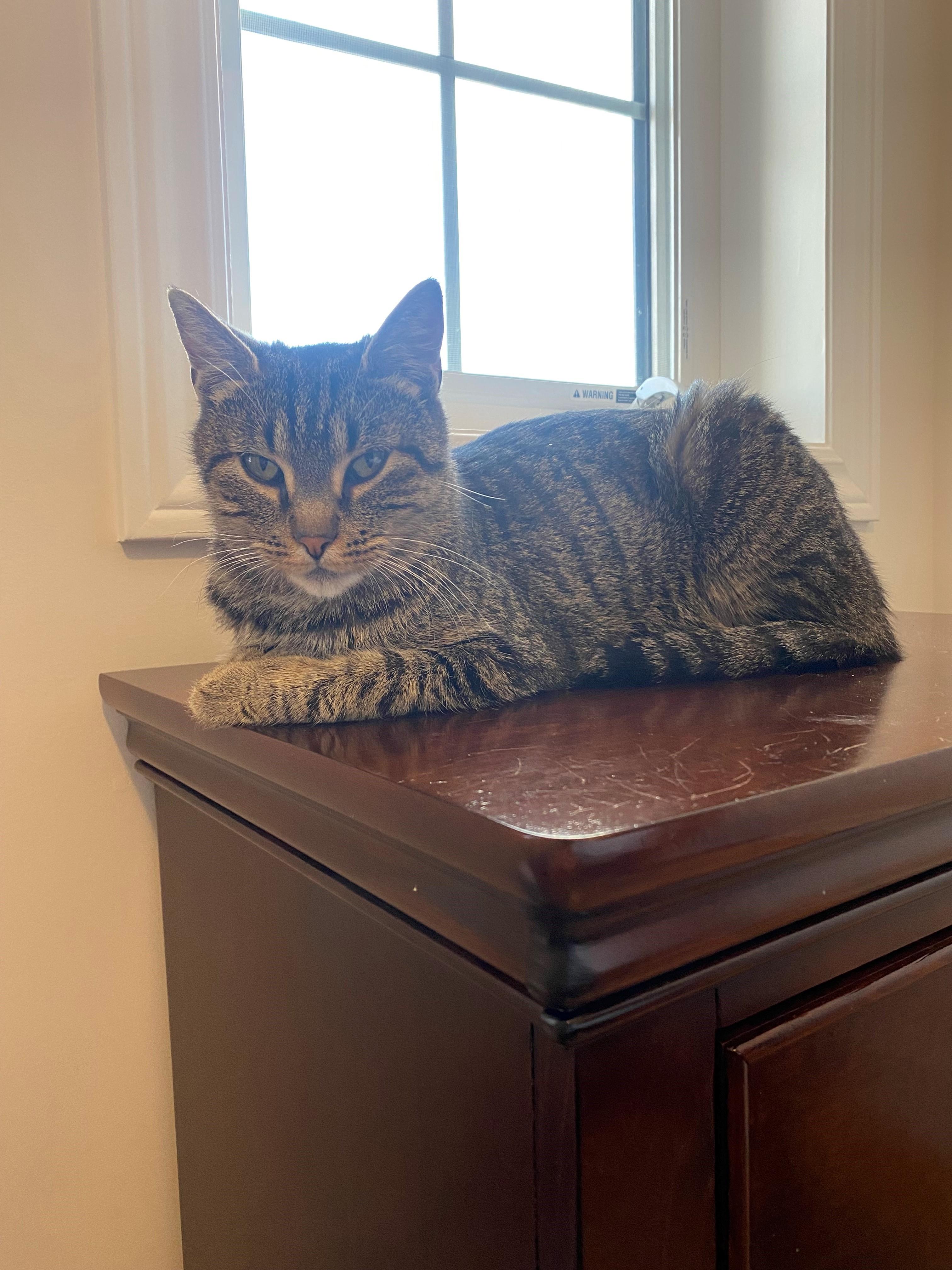 Enlarge Bella, an adoptable Domestic Short Hair in Caledon, ON image 4/4