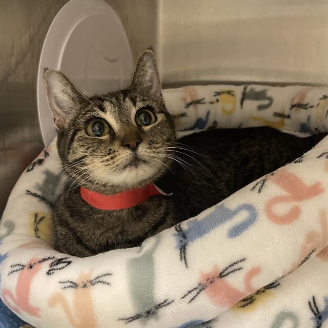 NENE, Adoptable, Young Female Domestic Short Hair.