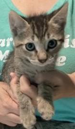 Enlarge Ernie, a Adopted Domestic Short Hair in Joshua, TX image 1/1