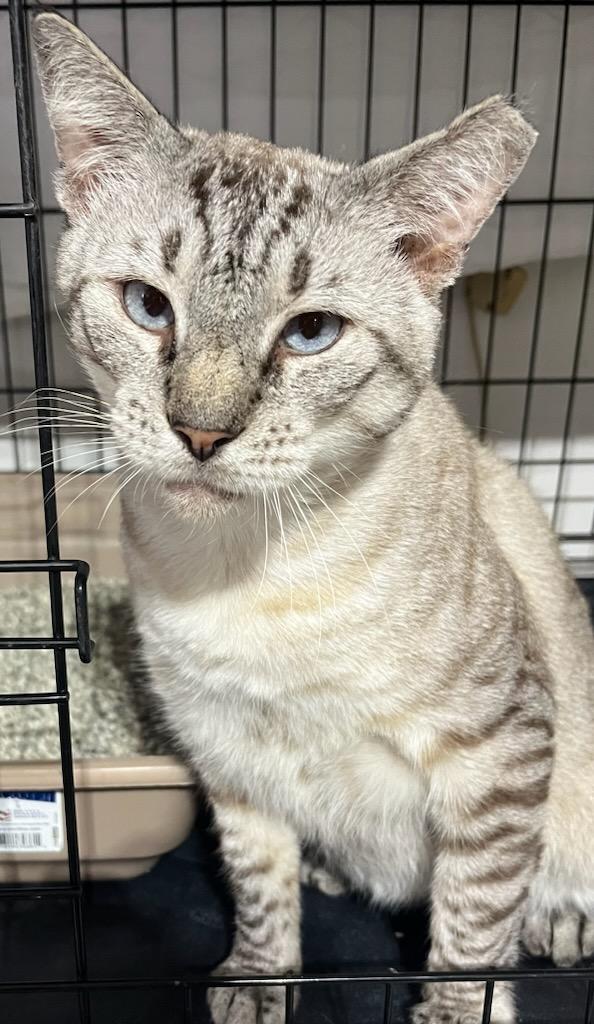 Papa Bear, Adopted, Adult Male Siamese & Tabby.