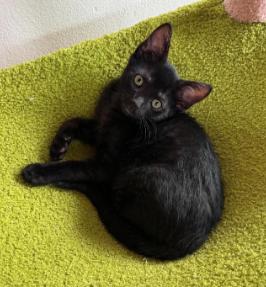Usain, ADOPTABLE, Kitten Male Domestic Short Hair.