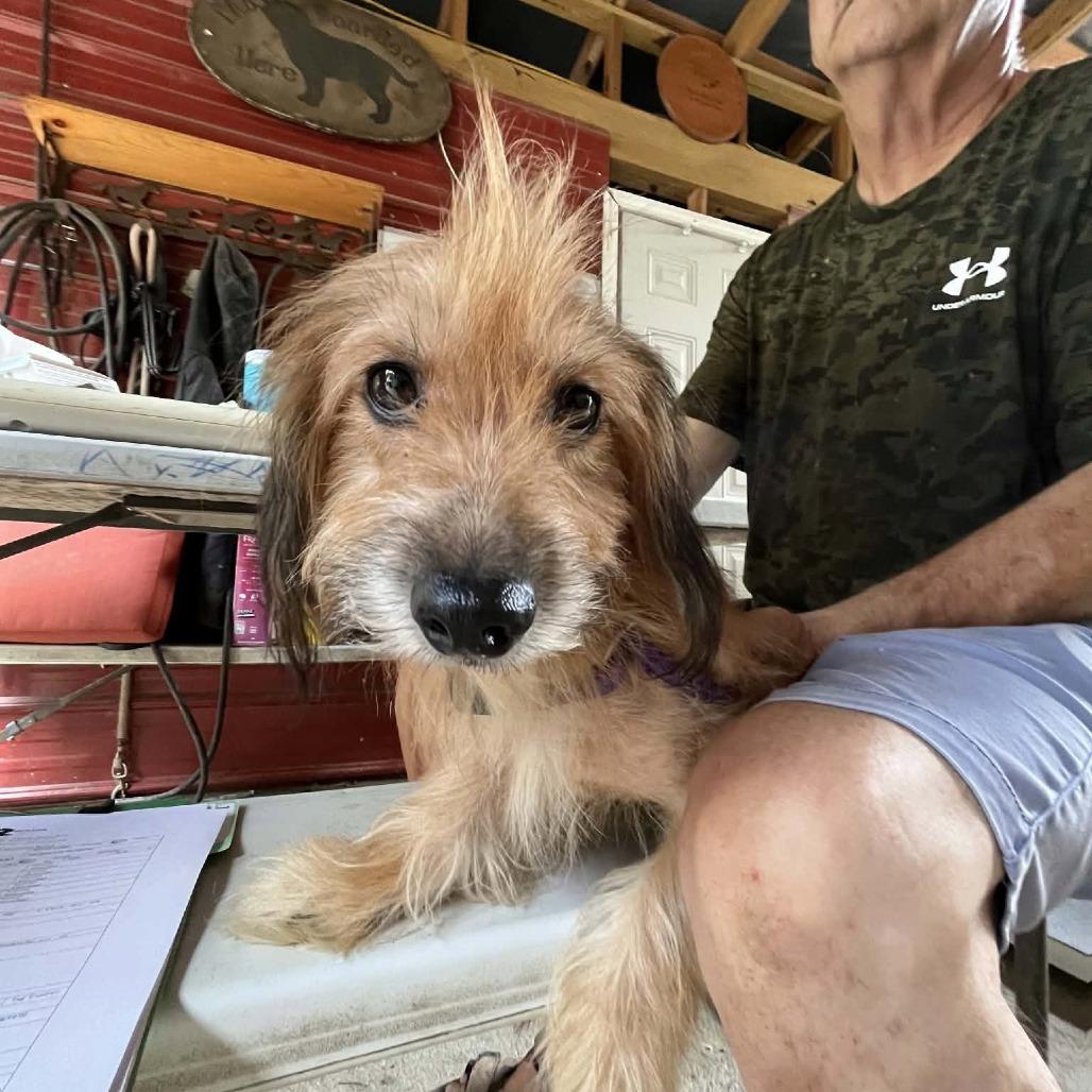 Teddy, Adoptable, Adult Male Miniature Dachshund & Mixed Breed.