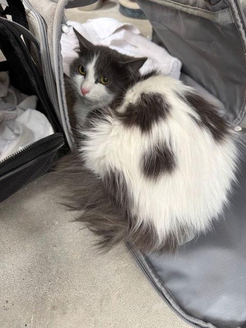 Owen, Adoptable, Young Male Tuxedo.