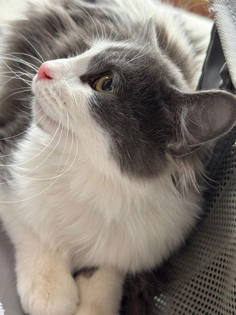 Owen, a Adoptable Tuxedo in Williamsburg, NM image 2/4