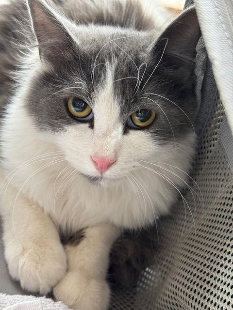 Owen, a Adoptable Tuxedo in Williamsburg, NM image 3/4