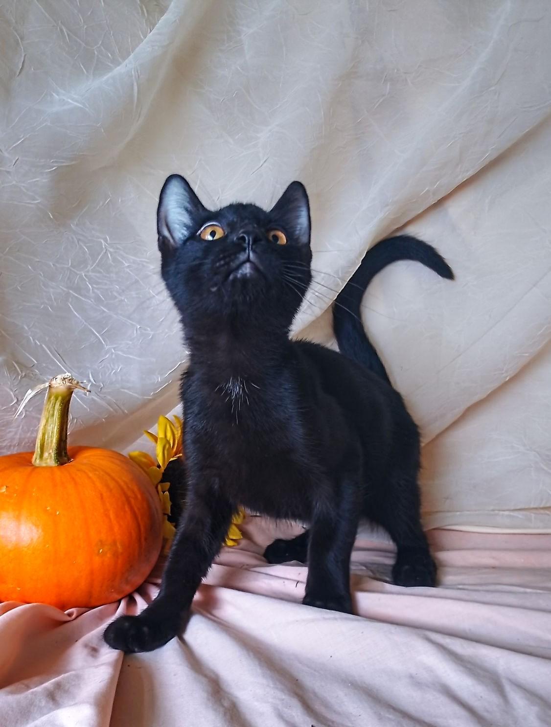 Pete 760, Adoptable, Kitten Male Domestic Short Hair.