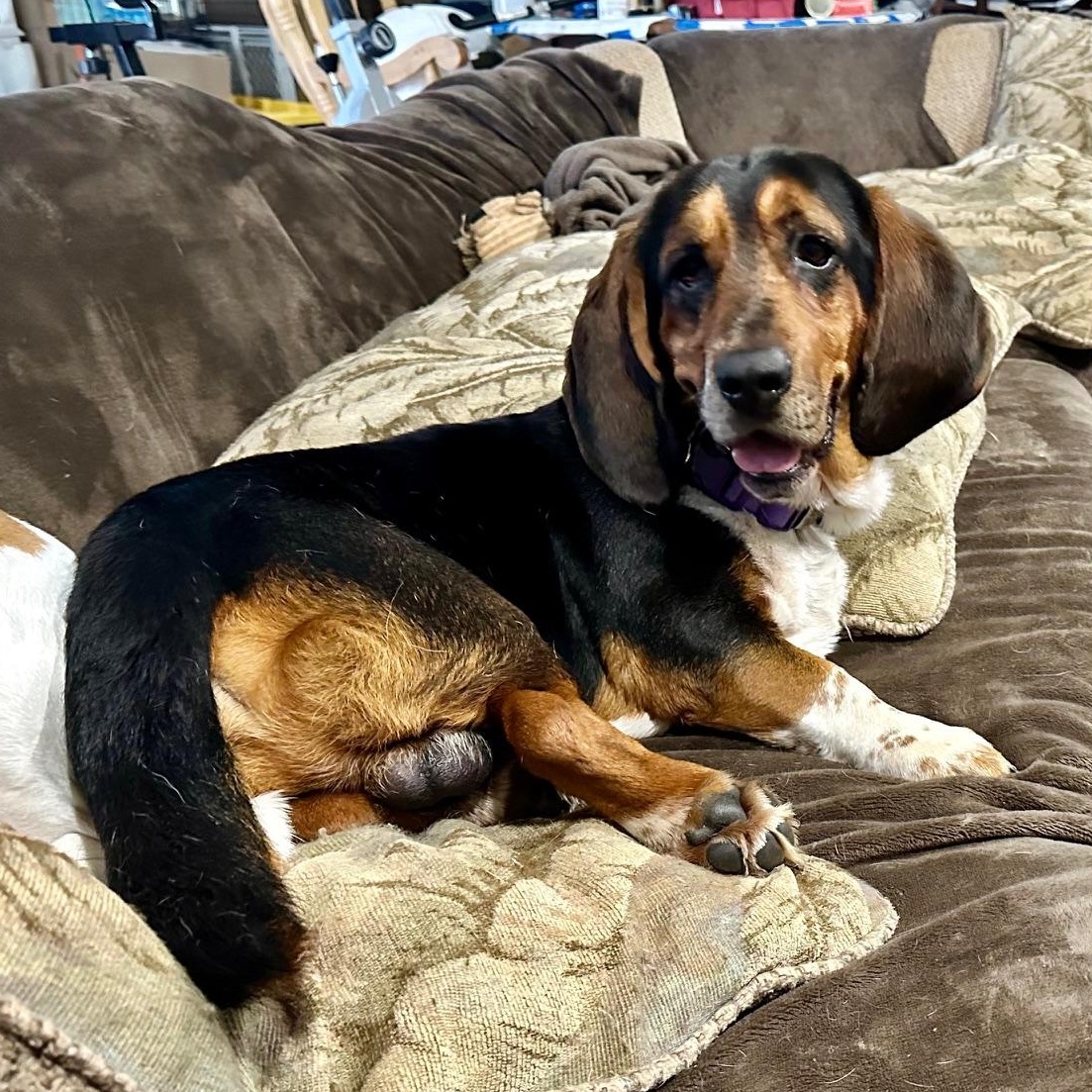 Enlarge Gunner, a Adoptable Basset Hound in Knoxville, TN image 2/4