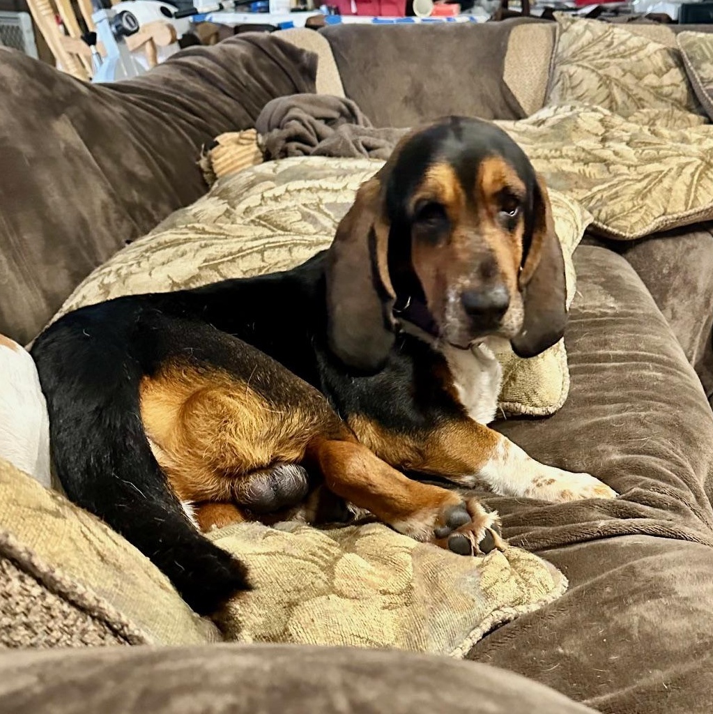 Gunner, Adoptable, Young Male Basset Hound.