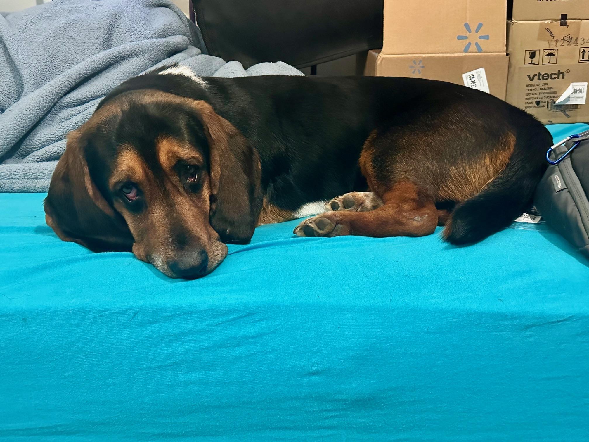 Enlarge Gunner, a Adoptable Basset Hound in Knoxville, TN image 3/4