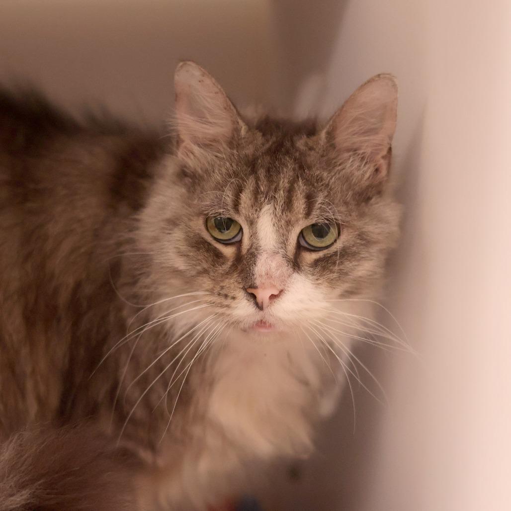 Mr. Walnut — thumbnail 3