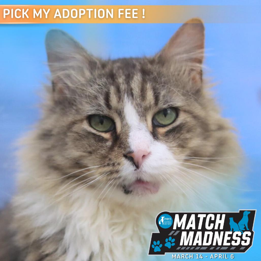 Mr. Walnut — thumbnail 4