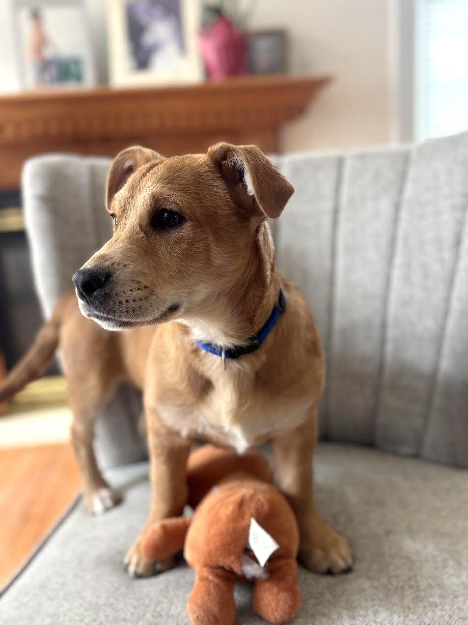 Enlarge Scrappy Doo, a Adoptable mixed breed in Arlington, VA image 1/3